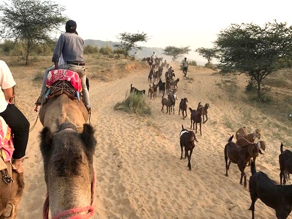 Rachels blog camel train and goats